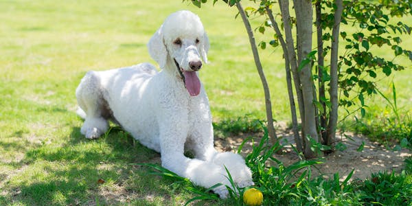 22年最新 銚子 九十九里周辺でペットと泊まれる宿ランキング 一休 Com 22年最新 銚子 九十九里周辺でペットと泊まれる宿ランキング 一休 Com