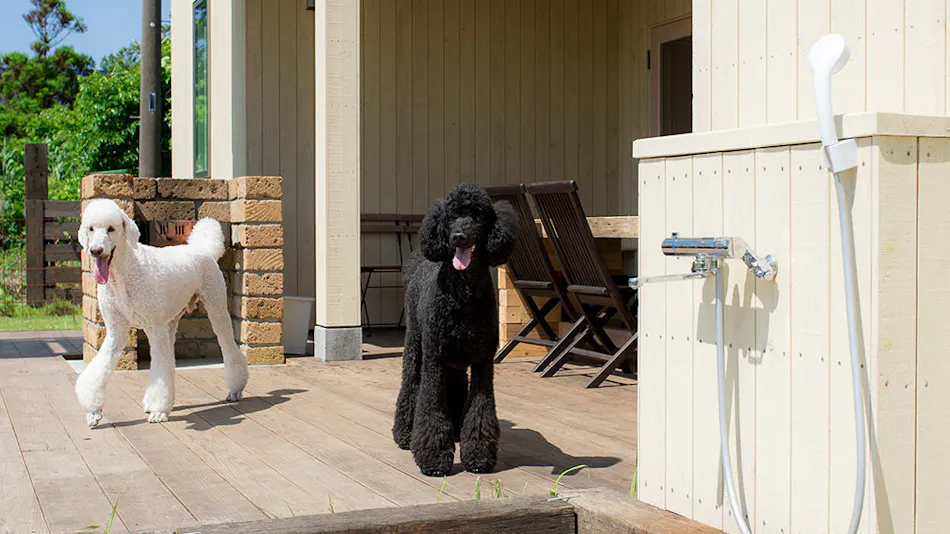 Dog Cottage Umi no Oto