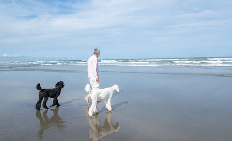 21年最新 千葉周辺でペットと泊まれる宿ランキング 一休 Com 21年最新 千葉周辺でペットと泊まれる宿ランキング 一休 Com