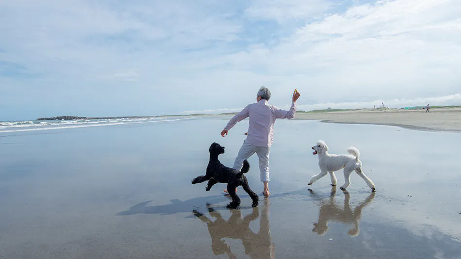 Dog Cottage Umi no Oto