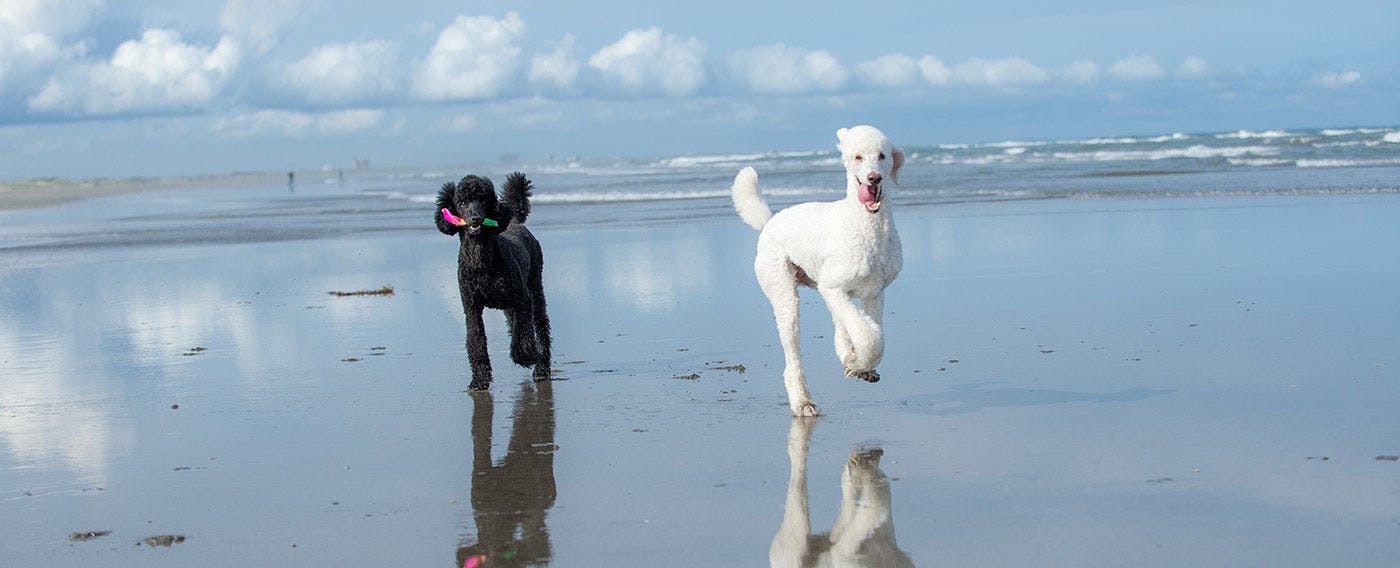 ドッグコテージ海の音 の宿泊プラン 予約 Yahoo トラベル