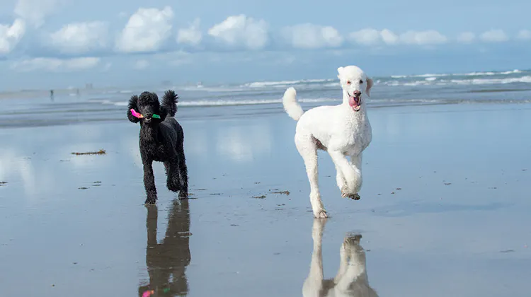 ドッグコテージ海の音 の宿泊プラン 予約 Yahoo トラベル