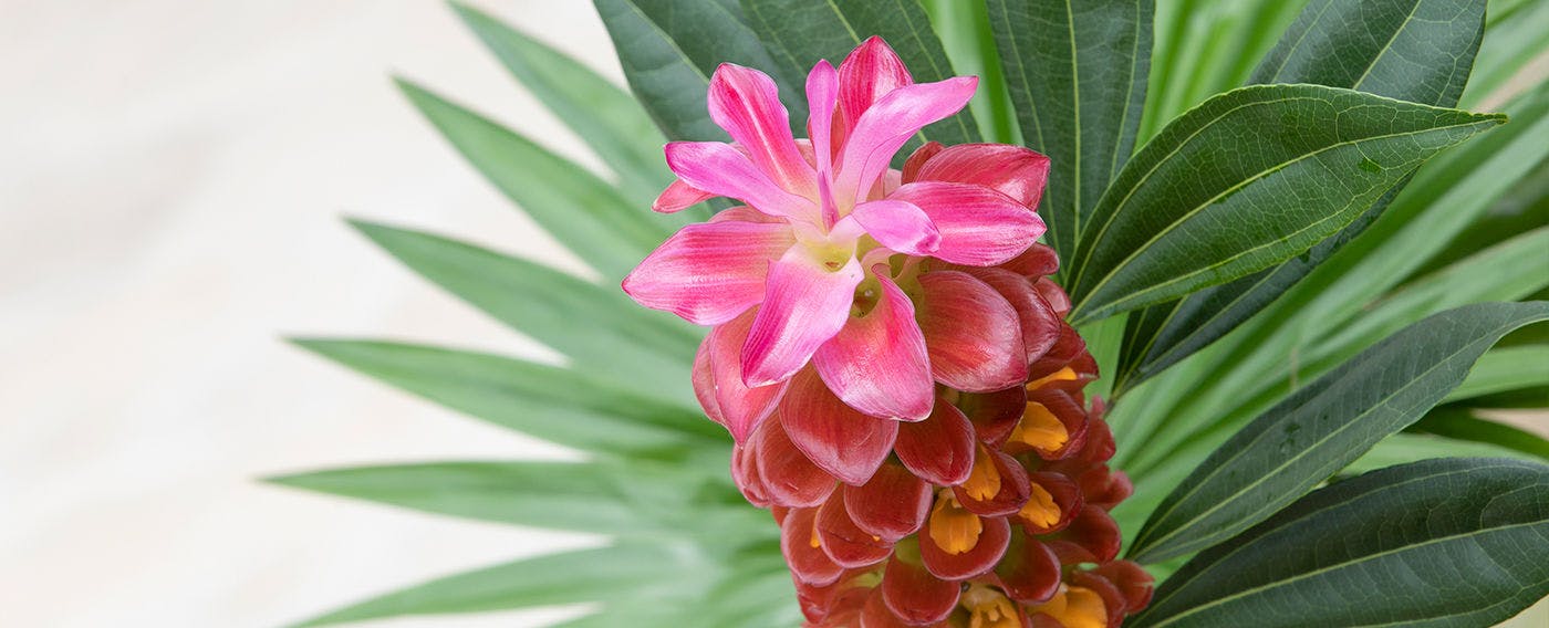 南国の花々と眺望が彩るガーデン