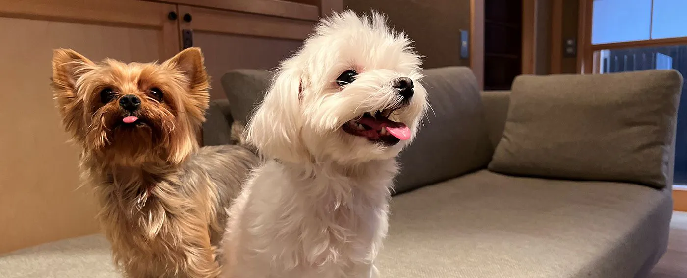 愛犬と一緒に、我が家のように過ごせる家