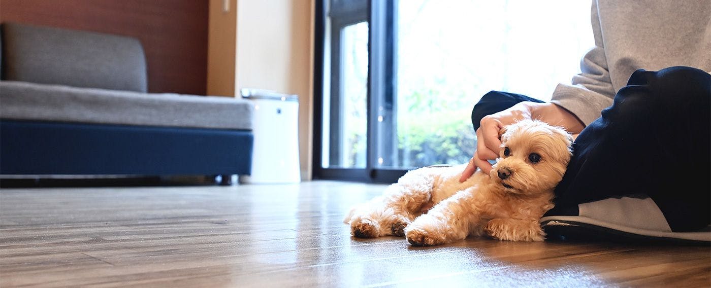 Ruang Nyaman untuk Menghabiskan Waktu Bersama Anjing Kesayangan Anda