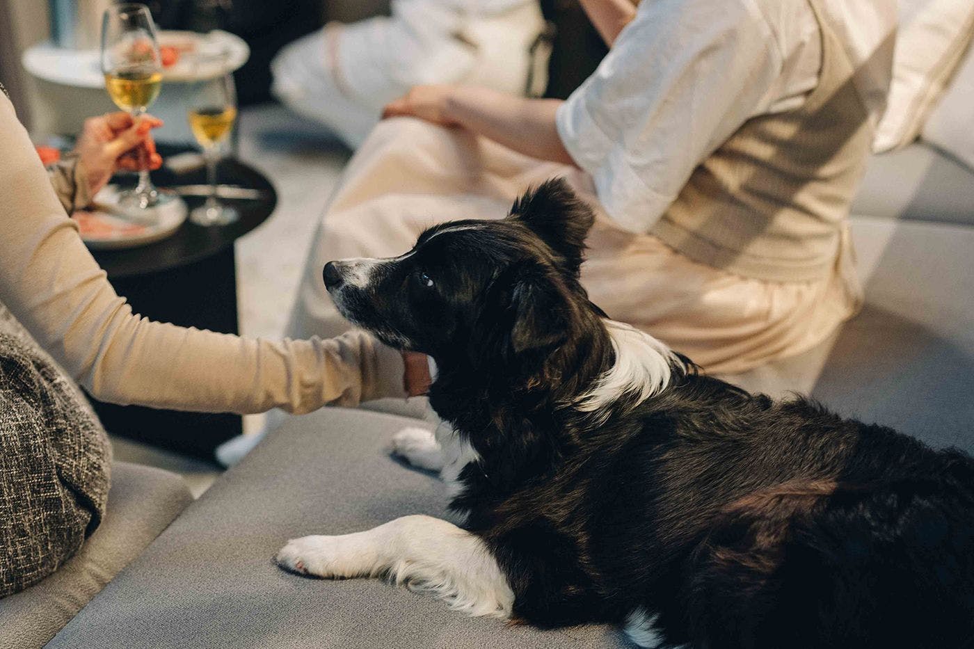 การเดินทางพร้อมสัตว์เลี้ยง