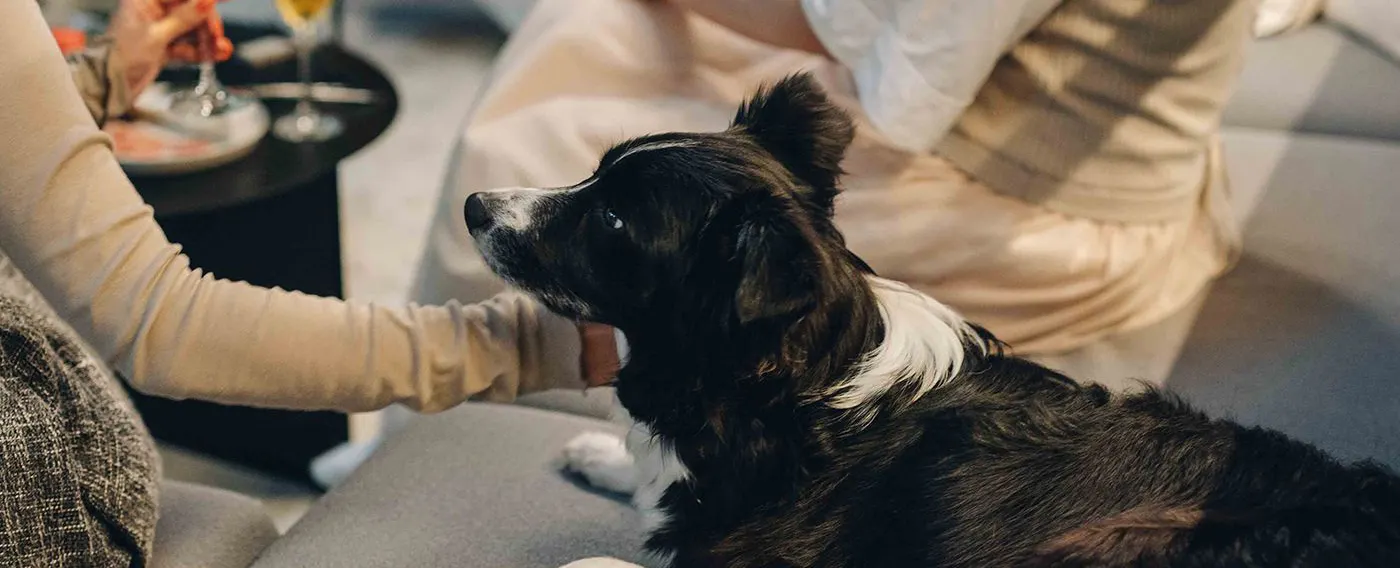 การเดินทางพร้อมสัตว์เลี้ยง