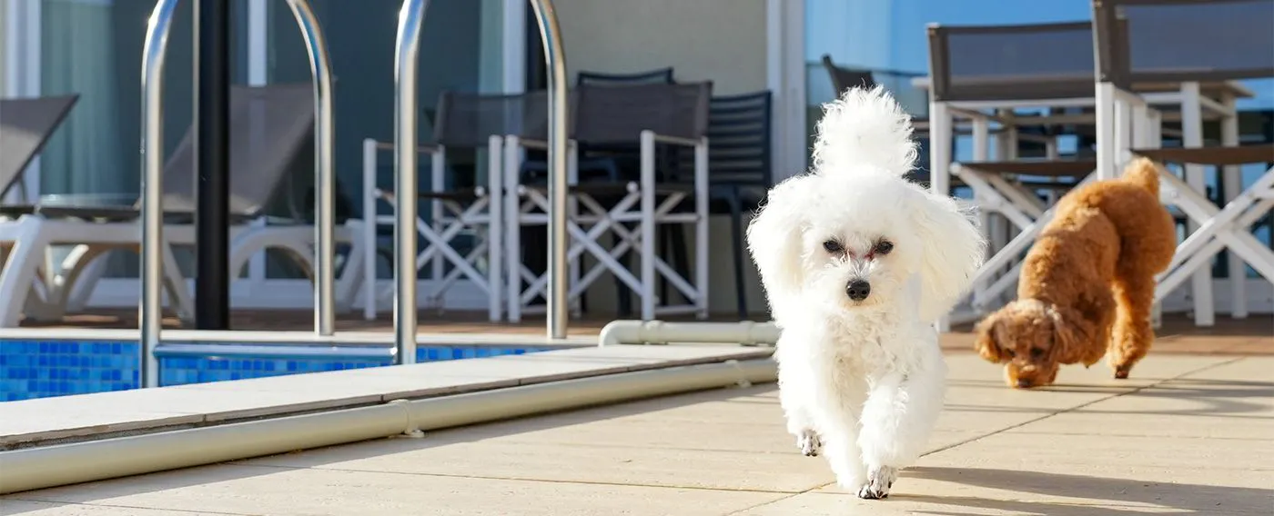 ペットと泊まれる