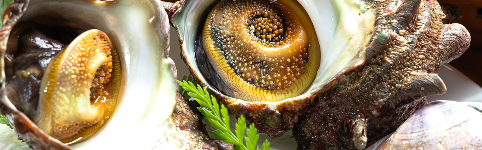 SEA-LIFE TSURIGASAKI