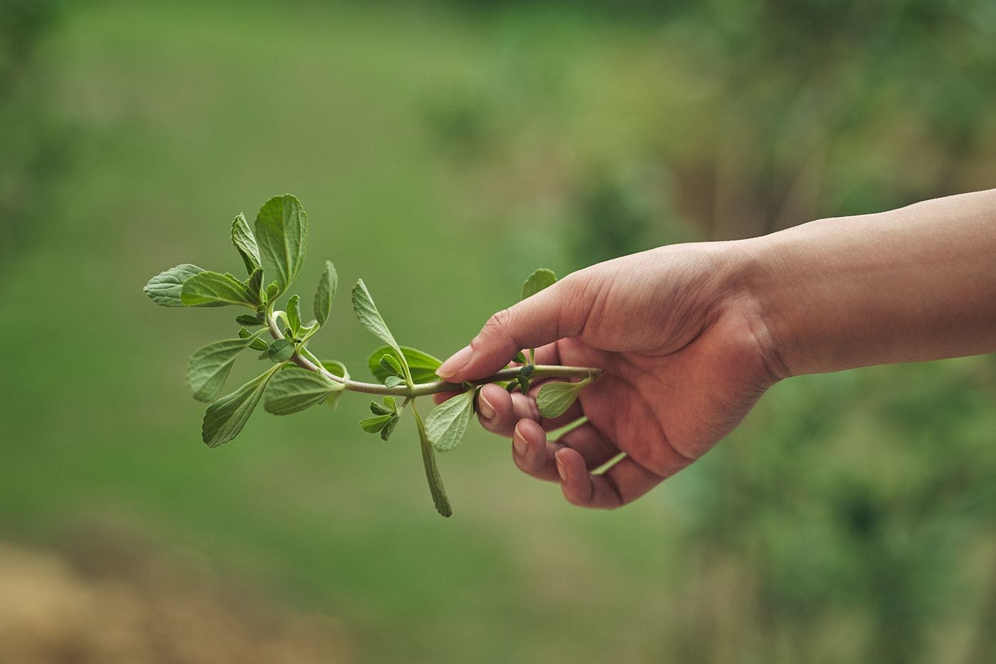 วัตถุดิบ