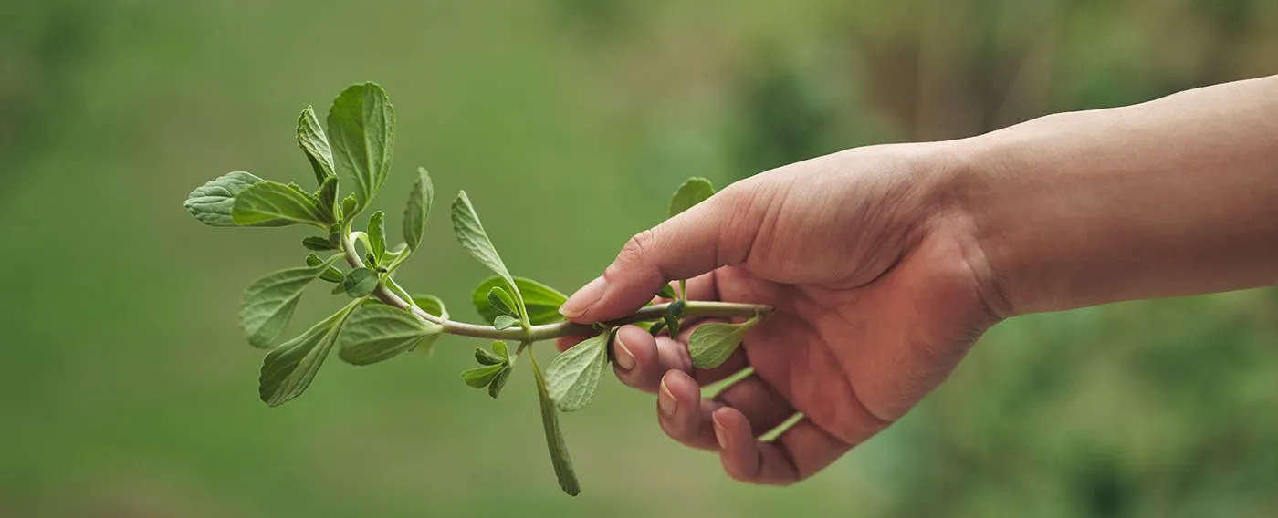 วัตถุดิบ