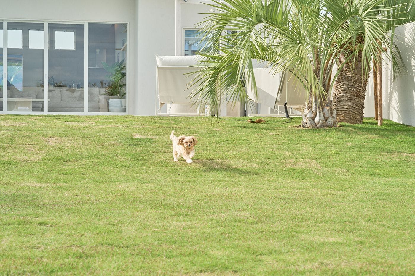 สวนสุนัข