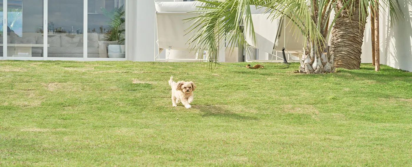 สวนสุนัข