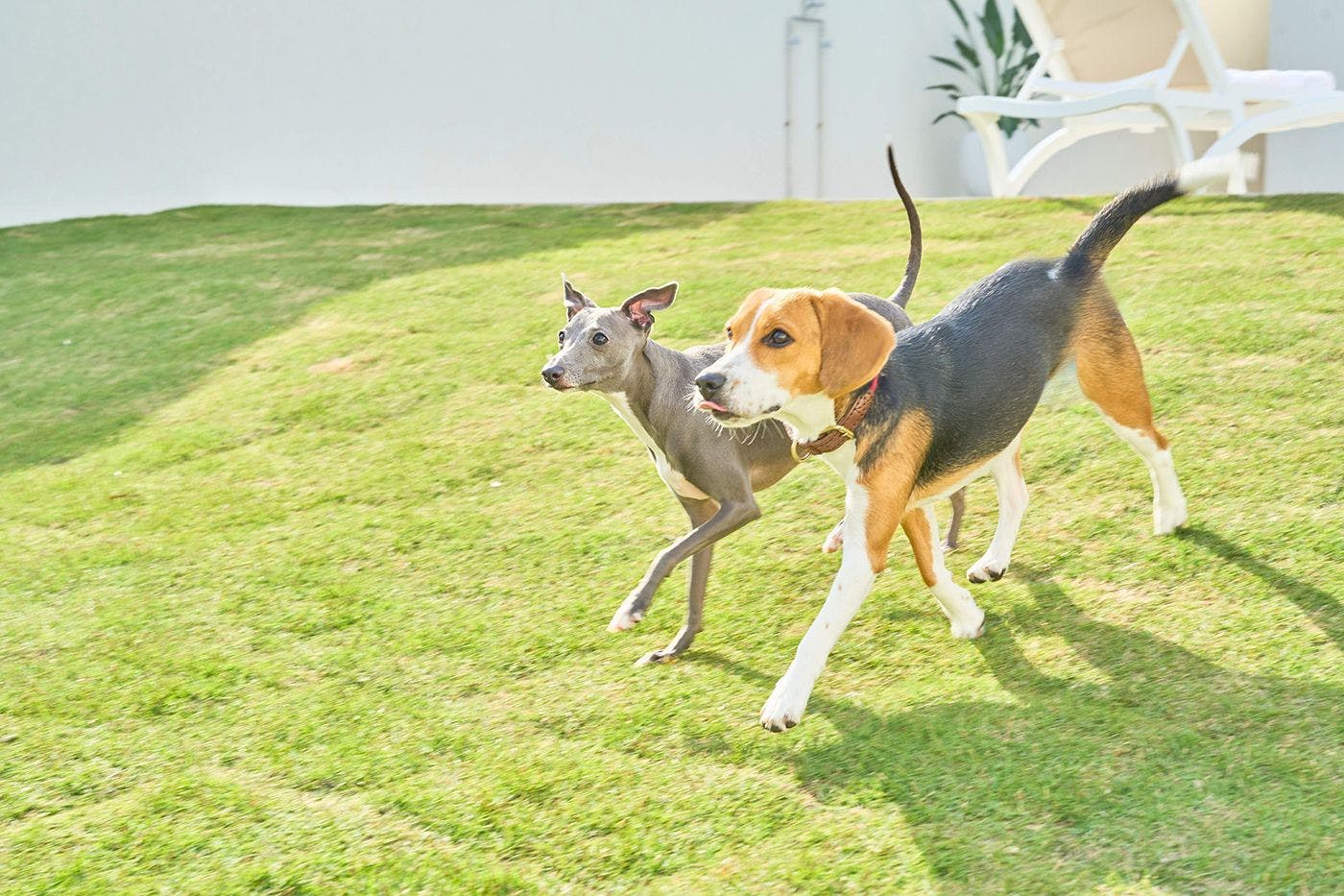 สวนสุนัข