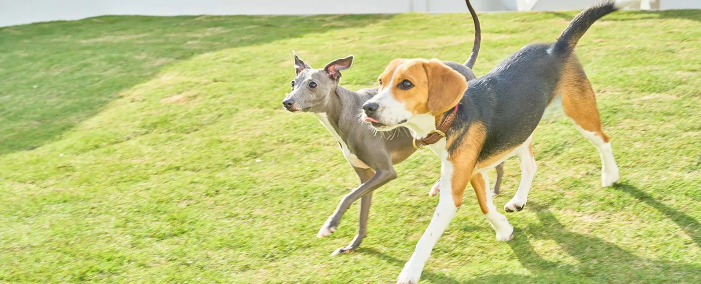 สวนสุนัข