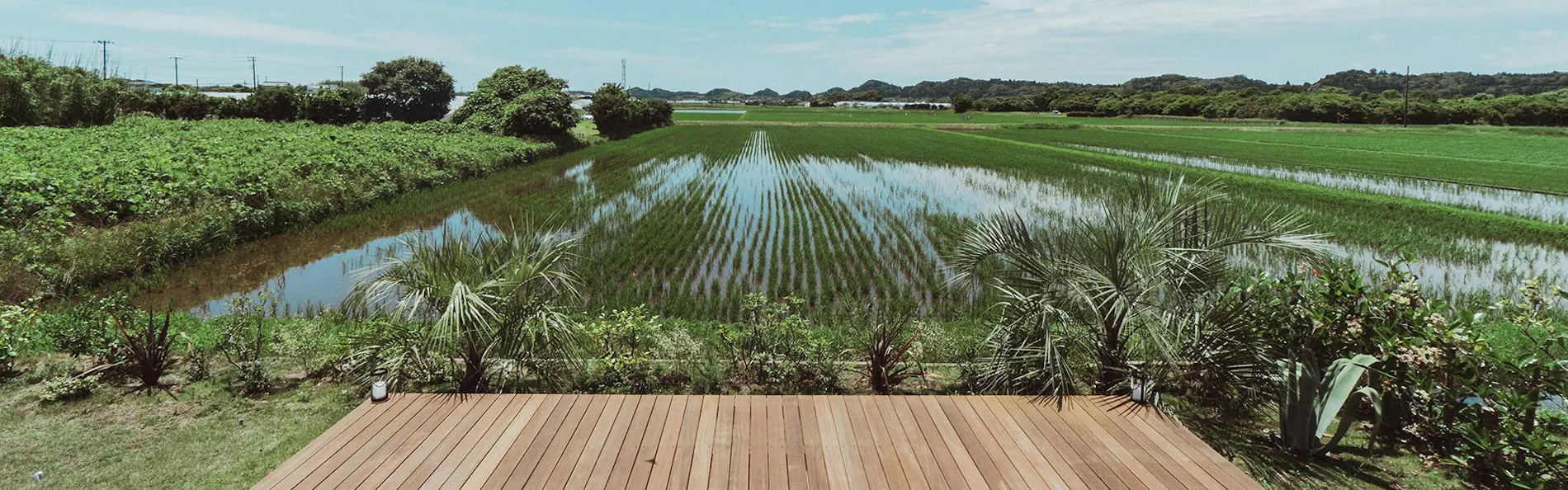 sawah torami