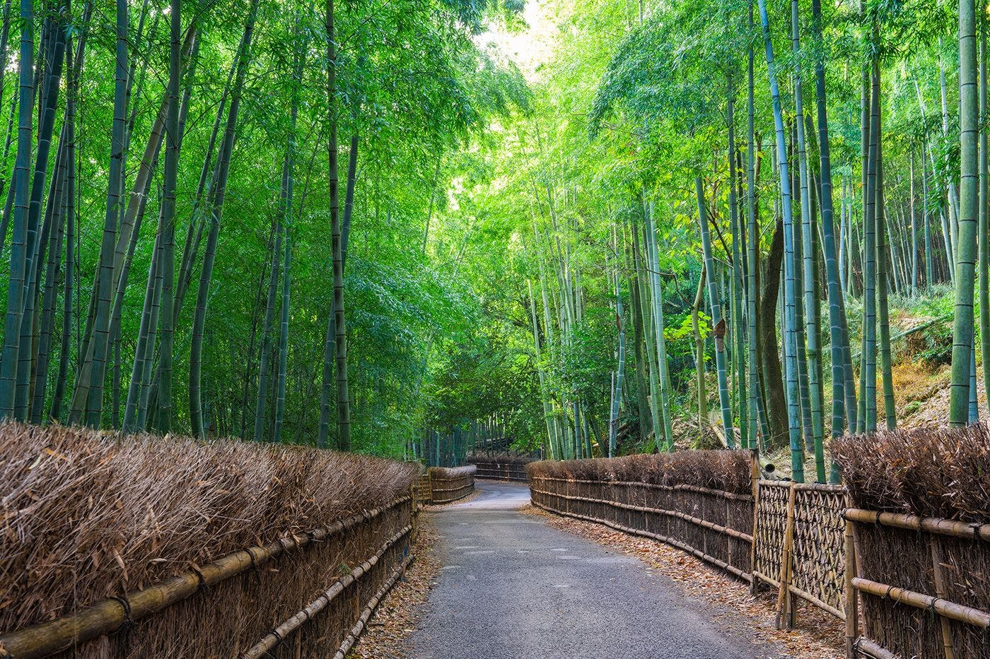 嵐山